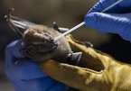 Lý do loài dơi trở thành 'chuột bạch' mới của giới nghiên cứu y tế