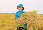 Rice exporters have bumper year, VN becomes No 1 in the world