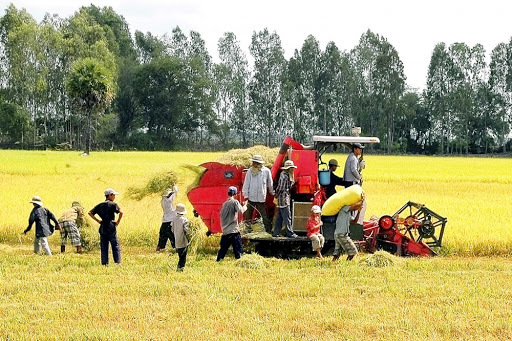 Bỉ hỗ trợ sản xuất lúa bền vững ở đồng bằng sông Cửu Long