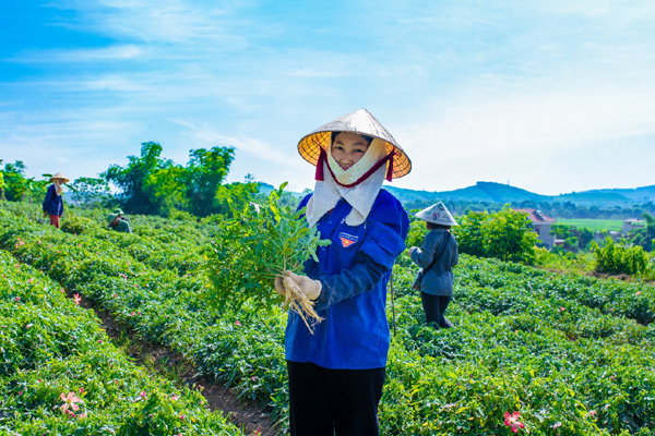 Triso Group khôi phục và phát triển sản phẩm từ cây Sâm Báo