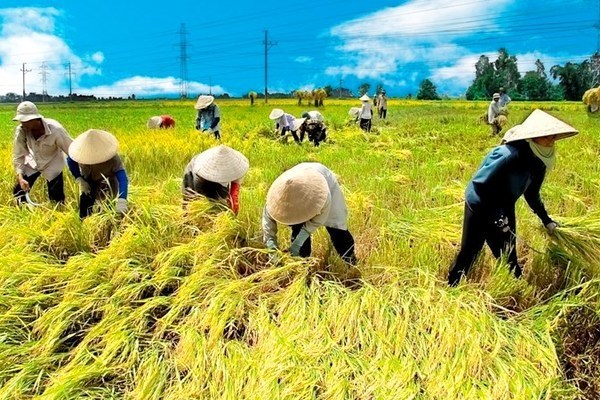 ASEAN: Nông nghiệp thu hút 26,7% lực lượng lao động nữ