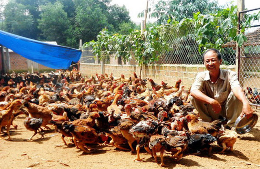 Nuôi gà ta thả đồi đếm không xuể, một ông nông dân được UBND tỉnh Bình Định đề nghị Thủ tướng tặng Huân chương
