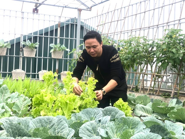 Ông bố Hà Nội chi 70 triệu đồng trồng rau, quả sai lúc lỉu trên sân thượng