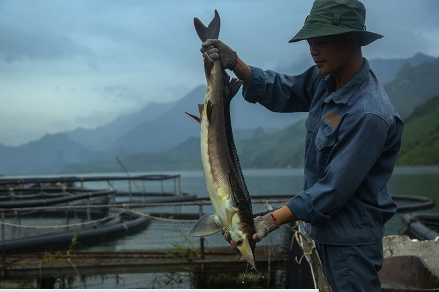 Nguy cơ 'vỡ trận' cá tầm Việt: Lao đao bên hồ cá cạn