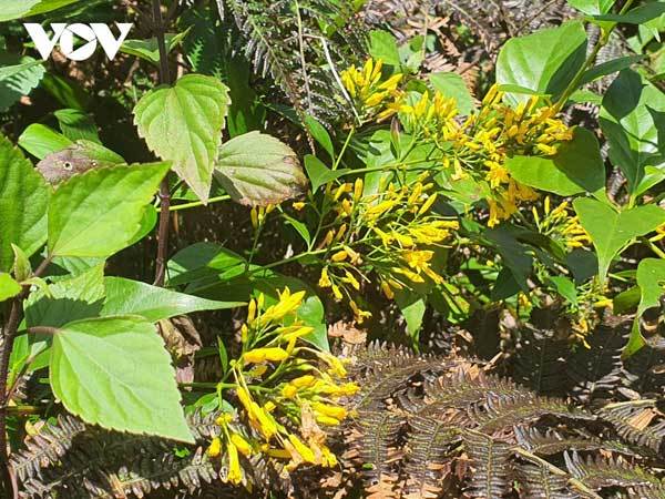 Trekking up Ta Chi Nhu Mountain in Yen Bai