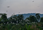 Thanh Hoa farmer protects wild birds with his love