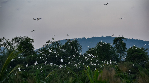 Thanh Hoa farmer protects wild birds with his love