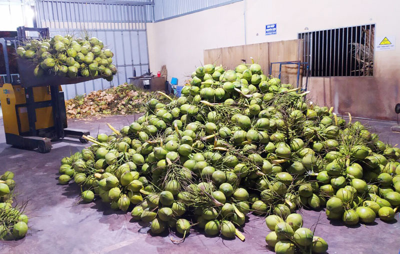 Siêu thị nước ngoài đặt mua 10 triệu trái dừa/năm, tìm 'mỏi mắt' không đủ
