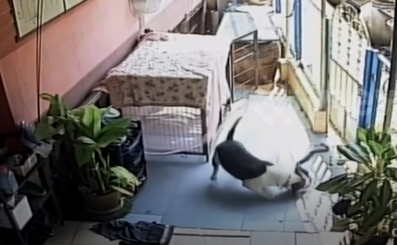 Chú chó xé xác rắn độc bảo vệ chủ