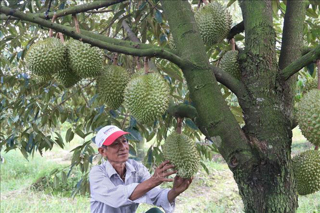 Tiền Giang: Giá sầu riêng đột ngột tăng cao chưa từng có, nhưng hỏi mua 10 chủ vườn thì 9 ông lắc đầu, vì sao?