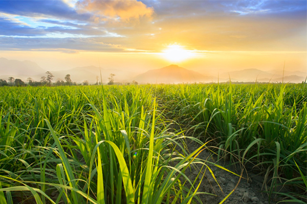 Mía đường Việt áp thuế phòng vệ thương mại: Bài học nhìn từ thế giới