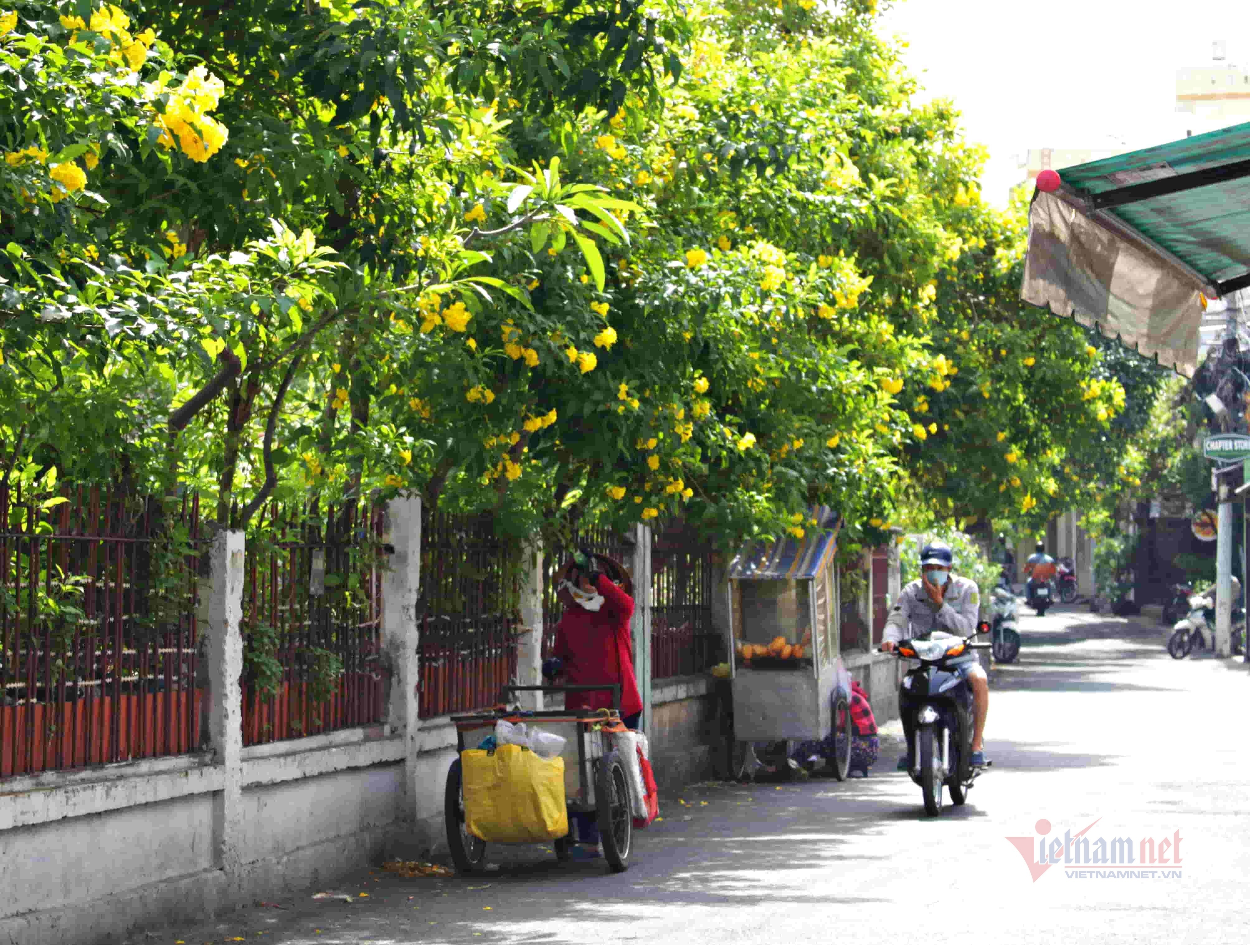 Xe sang bình thản đi ngược chiều