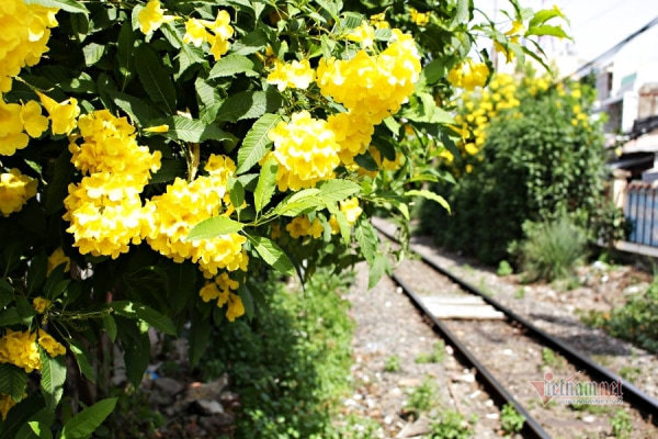 Hoa huỳnh liên nở vàng rực giữa ngày Sài Gòn se lạnh