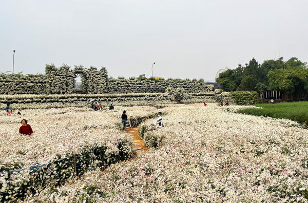 Ho Tay Flower Valley: An ideal venue to take photos in Hanoi