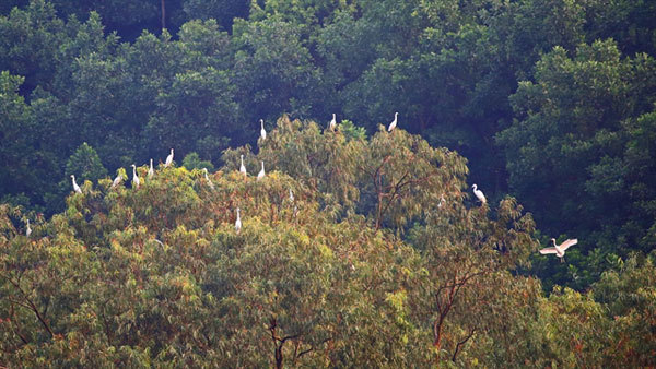 Hua Mountain, a tranquil world of storks