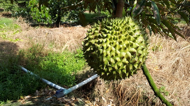 Sầu riêng tăng giá kỷ lục, thương lái lùng mua, nông dân tiếc 'hùi hụi'