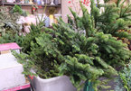 Imported Christmas trees prove popular among buyers in Hanoi