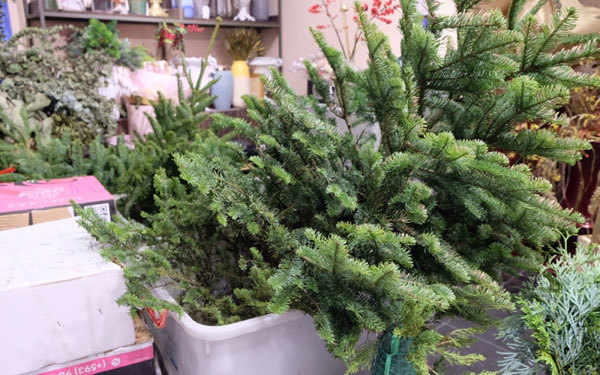 Imported Christmas trees prove popular among buyers in Hanoi