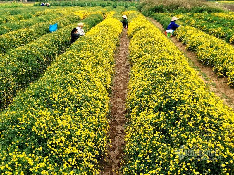 Thảm hoa vàng rực ở Hưng Yên, nhanh tay thu hái gom về tiền tỷ