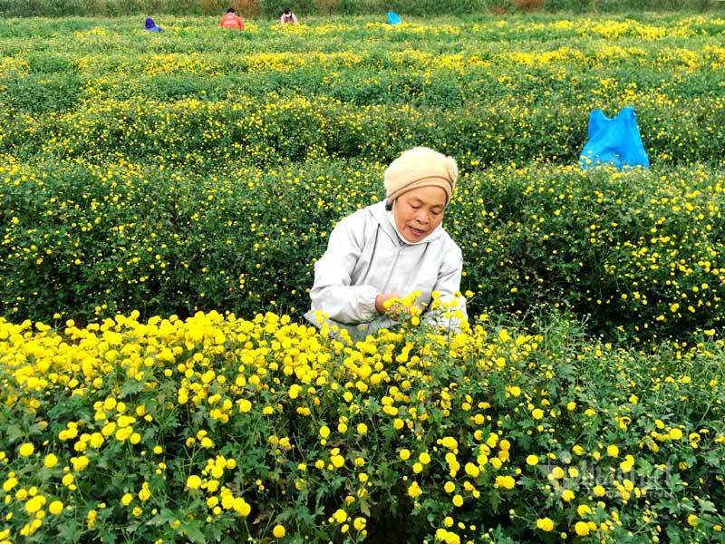 Cúc chi vàng dường như gợi lên sự phong cách và tinh tế của những điều mới mẻ, và hình ảnh của chúng trong bức tranh này khẳng định điều đó. Được tạo ra từ những đường nét hoàn hảo và màu sắc rực rỡ, chúng thực sự là một tác phẩm nghệ thuật độc đáo!