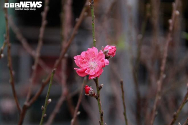 Peach blossoms mark early Tet arrival