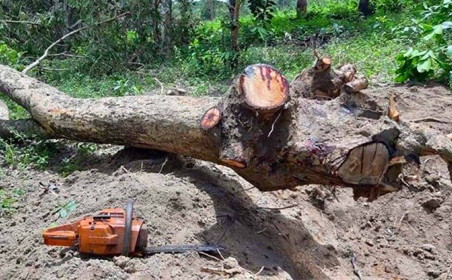 Gia Lai tăng cường các giải pháp ngăn chặn, phát hiện các vụ việc vi phạm, xâm hại đến tài nguyên rừng