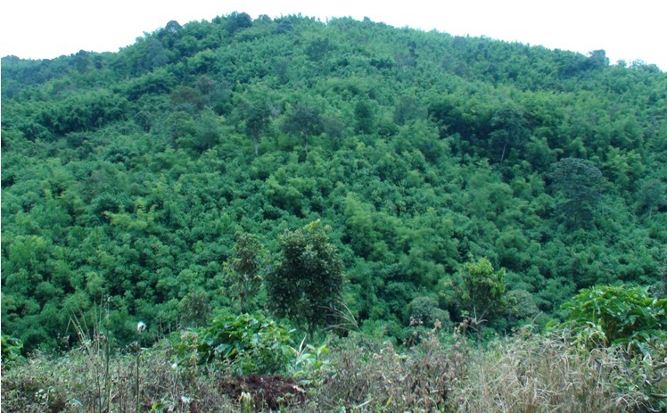 Hưởng lợi từ chính sách bảo vệ và phát triển kinh tế rừng