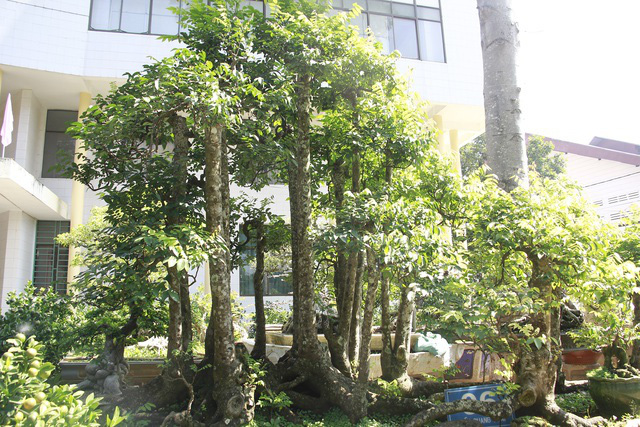 'Chấn động' giới chơi cây cảnh: Cây khế 'kỳ quái' có thân hình đồ sộ tới 19 thân