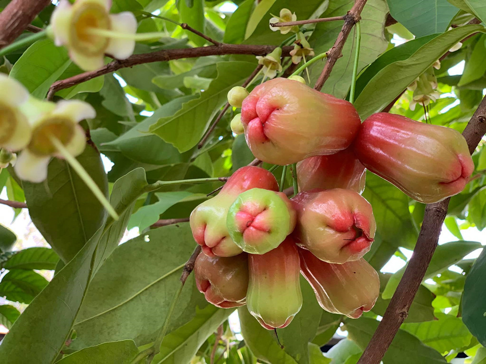 Khu vườn tràn ngập hoa, trái của ca sĩ 'đại gia' Mỹ Lệ