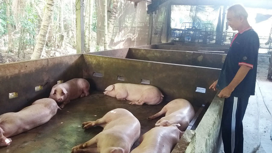 Sau dịch tả lợn Châu Phi: Tiền Giang khuyến khích tái đàn, đẩy mạnh tập huấn cho cán bộ thú y