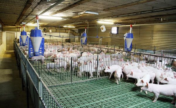 Quảng Bình: Khuyến khích đầu tư ứng dụng công nghệ cao vào sản xuất nông nghiệp