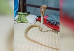 Clip rắn hổ mang chúa chui vào giường ngủ nửa đêm nóng nhất MXH