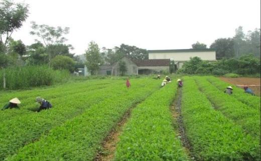 Nghệ An đẩy mạnh phát triển lâm nghiệp ứng dụng công nghệ cao