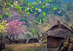 Huyện ở Sơn La họp khẩn hướng dẫn các xã miền núi trồng đào rừng
