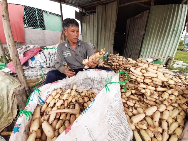 Mỗi năm trúng mùa bỏ túi cả tỷ đồng từ trồng sen lấy củ