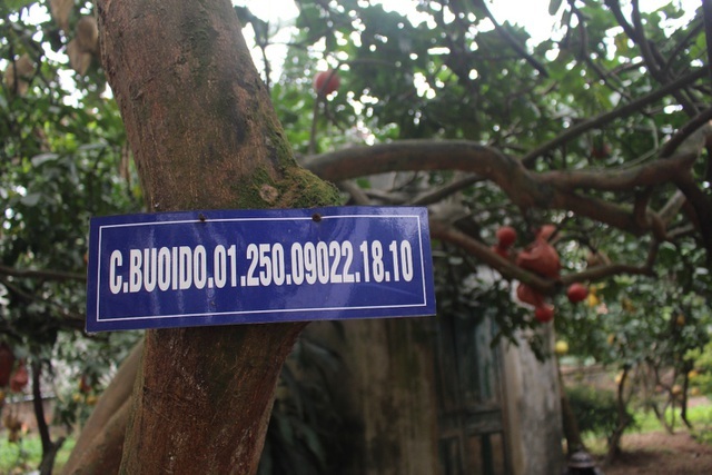 'Cụ' bưởi đỏ 60 tuổi ở Hà Nội được đeo mã số, mỗi năm ra 400 quả trĩu trịt