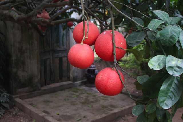 'Cụ' bưởi đỏ 60 tuổi ở Hà Nội được đeo mã số, mỗi năm ra 400 quả trĩu trịt