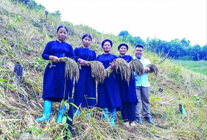 Độc đáo gạo 'quên chồng'