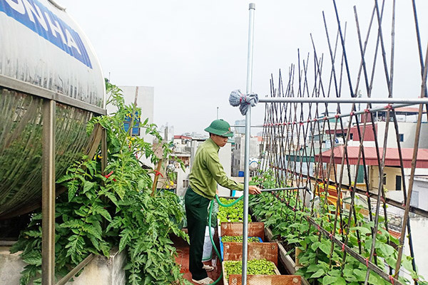 Chi 6 triệu đồng, gia đình Hà Nội có vườn rau xanh mướt