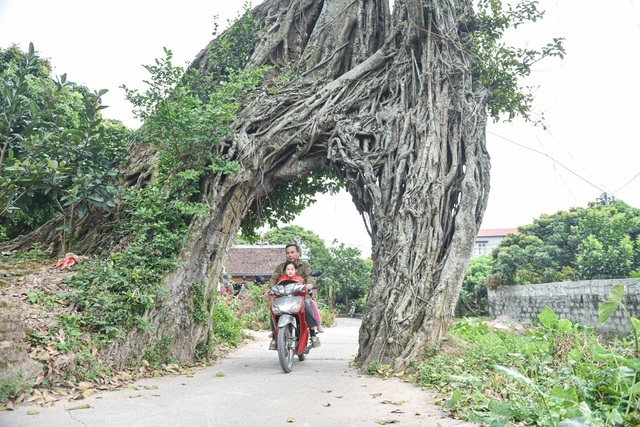 Cây đa 500 tuổi có bộ rễ khủng tạo thành cổng làng 'độc' nhất ở Hưng Yên