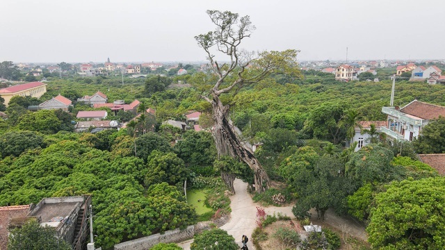 Cây Đa 500 Tuổi Có Bộ Rễ Khủng Tạo Thành Cổng Làng 'Độc' Nhất Ở Hưng Yên