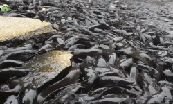 Chuyện khó tin ở tỉnh An Giang: Hàng nghìn con cá trê nổi lên mặt nước đen kịt kín mặt ao