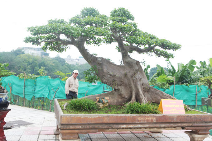 'Siêu cây sung' giá 10 tỷ đồng của đại gia Hà thành, có phải 'chém' quá lời?