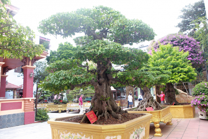 Những loại cây nào được xem là cây cảnh đẹp nhất Việt Nam?