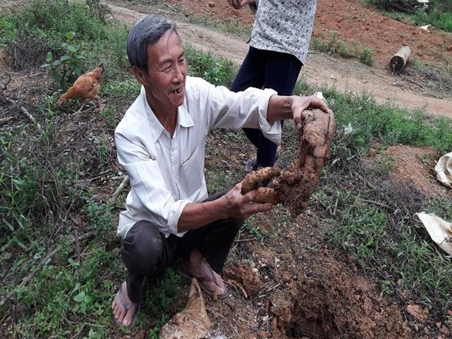Thứ trước mọc hoang thích thì đào về, giờ ở Việt Nam có người trồng kiếm trăm triệu