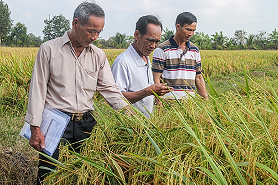 Tổng cục thống kê: Năng suất lúa của Hậu Giang đứng thứ 2 vùng ĐBSCL