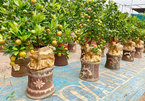 Golden buffalo carrying kumquat tree, a decorative product for 2021