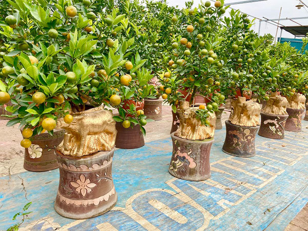 Golden buffalo carrying kumquat tree, a decorative product for 2021