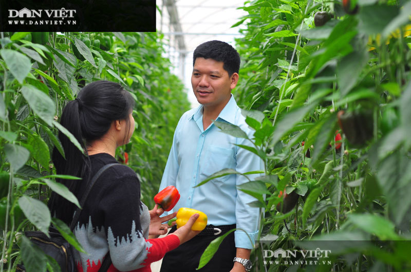 Giá ớt tăng cao, một ông nông dân 'tay ngang' tỉnh Lâm Đồng mỗi tháng cắt bán 50 tấn ớt, doanh thu 1,5 tỷ đồng