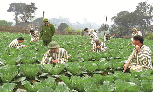 Phạm nhân lao động, sản xuất: Bước đệm hoàn lương, tái hoà nhập cộng đồng